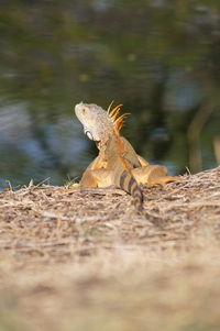 Close-up of lizard on rock in lake