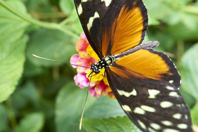 Close-up of butterfly perching on flower