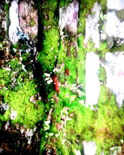 Moss growing on tree trunk in forest