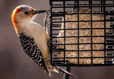 Woodpecker feeding at the suet feeder