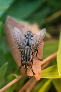 Close-up of butterfly on plant