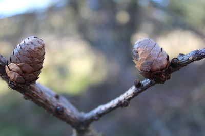 Close-up of pine cone on branch