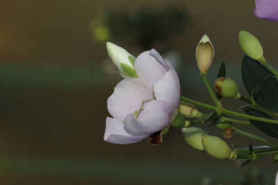 Close-up of white flowers blooming outdoors