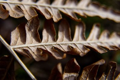 Close-up of dried leaves