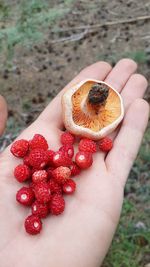 Cropped hand of person holding strawberries and mushroom