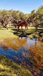 Horses in a lake