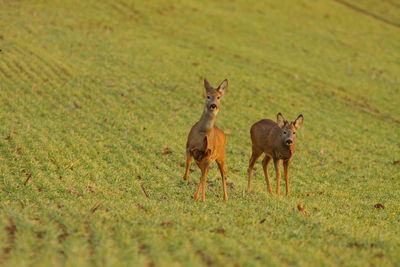 High angle view of deer grazing on grassy field