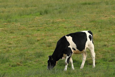 Close of a diary cow on a cattle