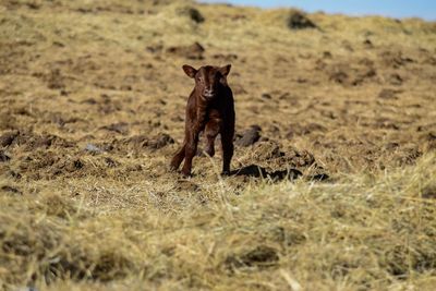 Young calf running in hay just layed down, enjoying first part of life