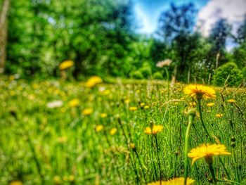 Close-up of yellow flowers blooming in field