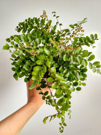 Close-up of hand holding plant against wall