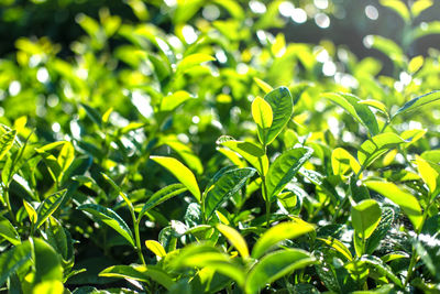 Close-up of green leaves on plant