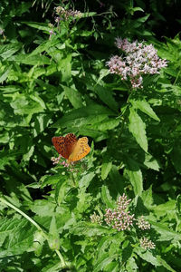 Close-up of butterfly pollinating on purple flowering plant