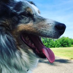 Close-up of dog sticking out tongue against sky