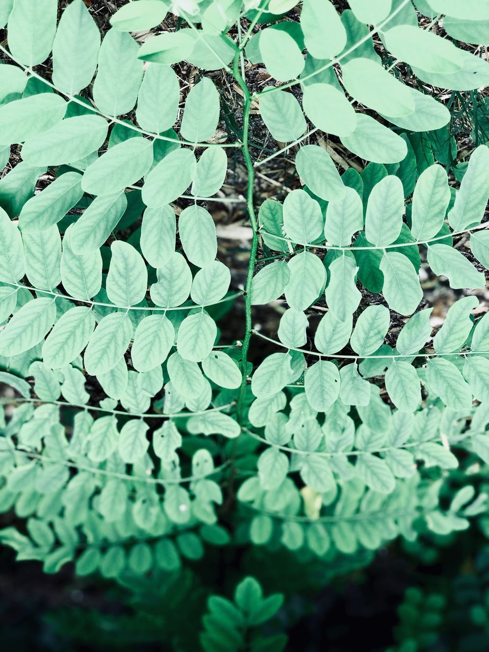 HIGH ANGLE VIEW OF LEAVES ON WATER