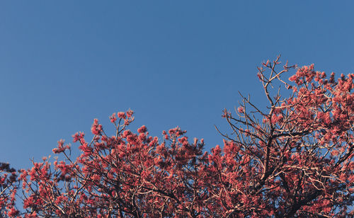 Low angle view of flower tree against clear blue sky