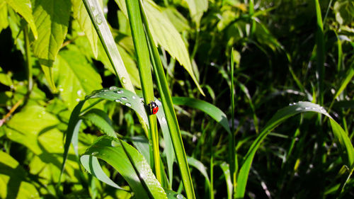 Close-up of ladybug on plant