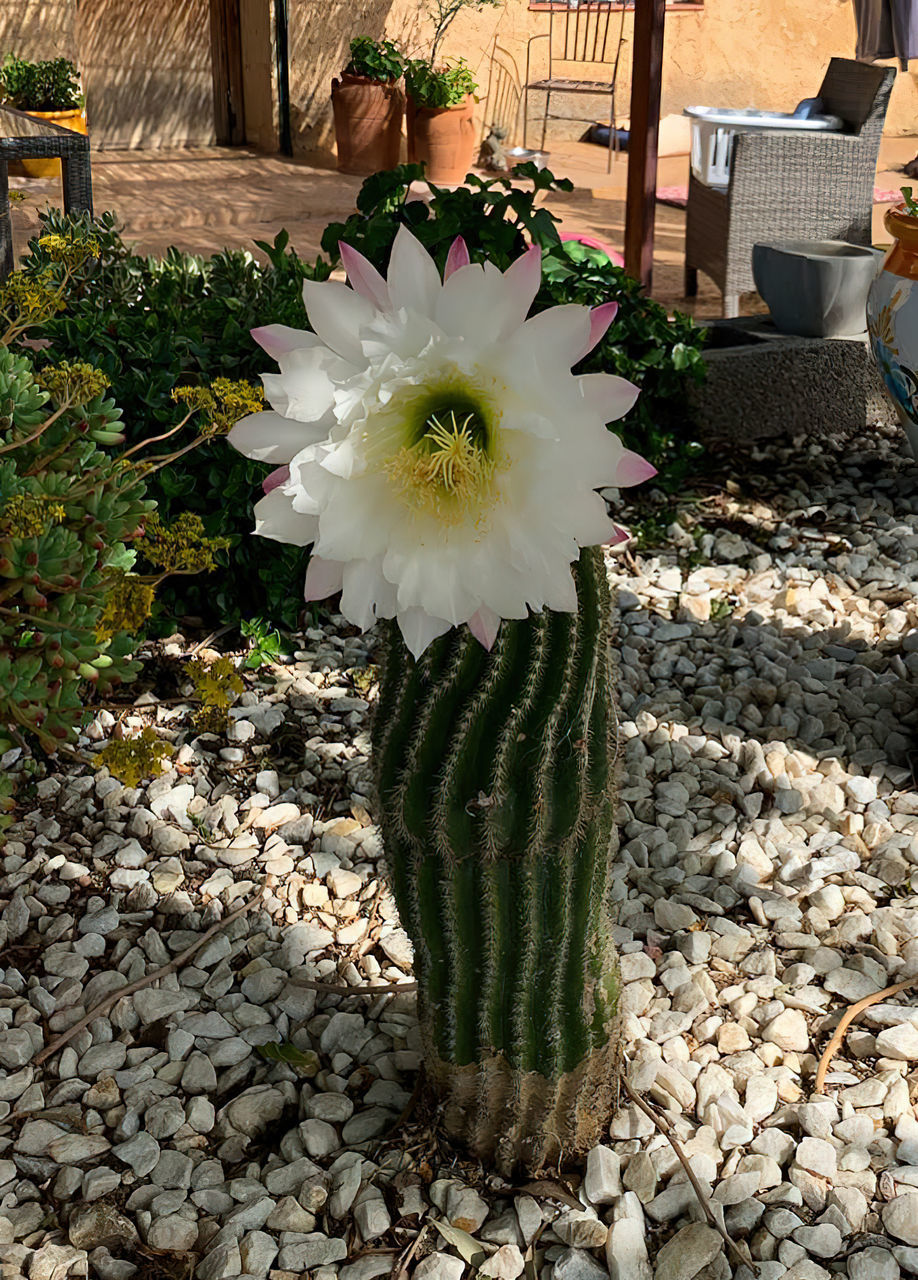 cactus, plant, flower, flowering plant, nature, freshness, beauty in nature, growth, flower head, fragility, inflorescence, garden, succulent plant, no people, day, petal, stone, outdoors, white, front or back yard, floristry, close-up, potted plant, architecture