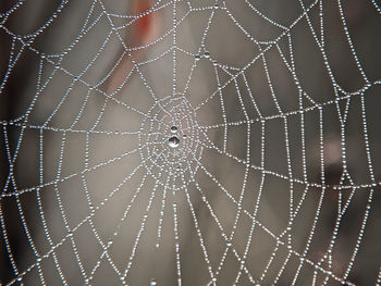 spider web