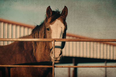 Horse in stable