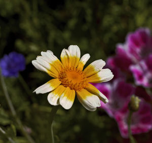 Close-up of yellow flower blooming outdoors