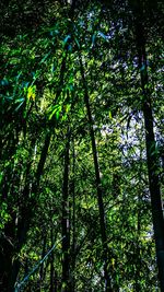 Low angle view of trees in forest