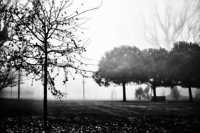 Trees on field against sky