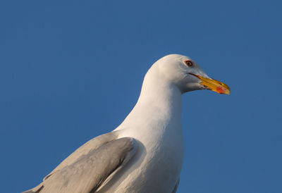 Low angle view of seagull against blue sky