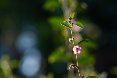 Close-up of flowering plant