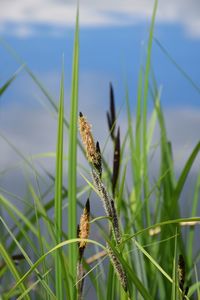 Close-up of butterfly on grass