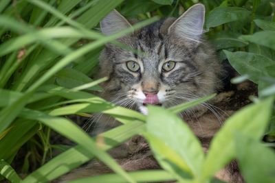 Portrait of a cat hiding behind plant