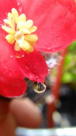 Close-up of red flower