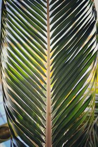 Close-up of palm leaf