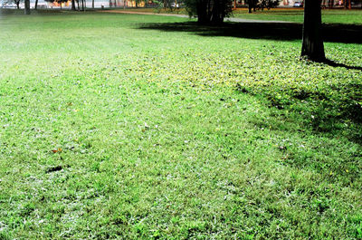 Trees on grassy field in park