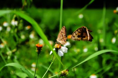Butterflies pollinating on flower