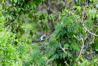 Bird perching on tree