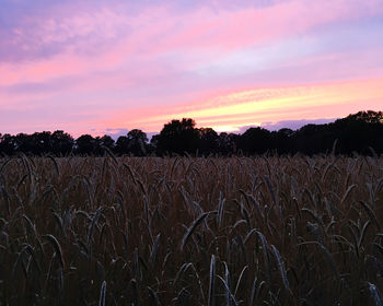 Scenic view of field against sky during sunset