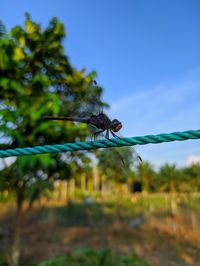 Close-up of insect on plant against sky