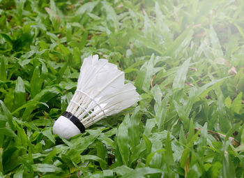 High angle view of plant on field