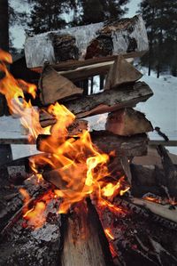 Bonfire on wooden log in winter
