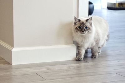 Portrait of cat sitting at home