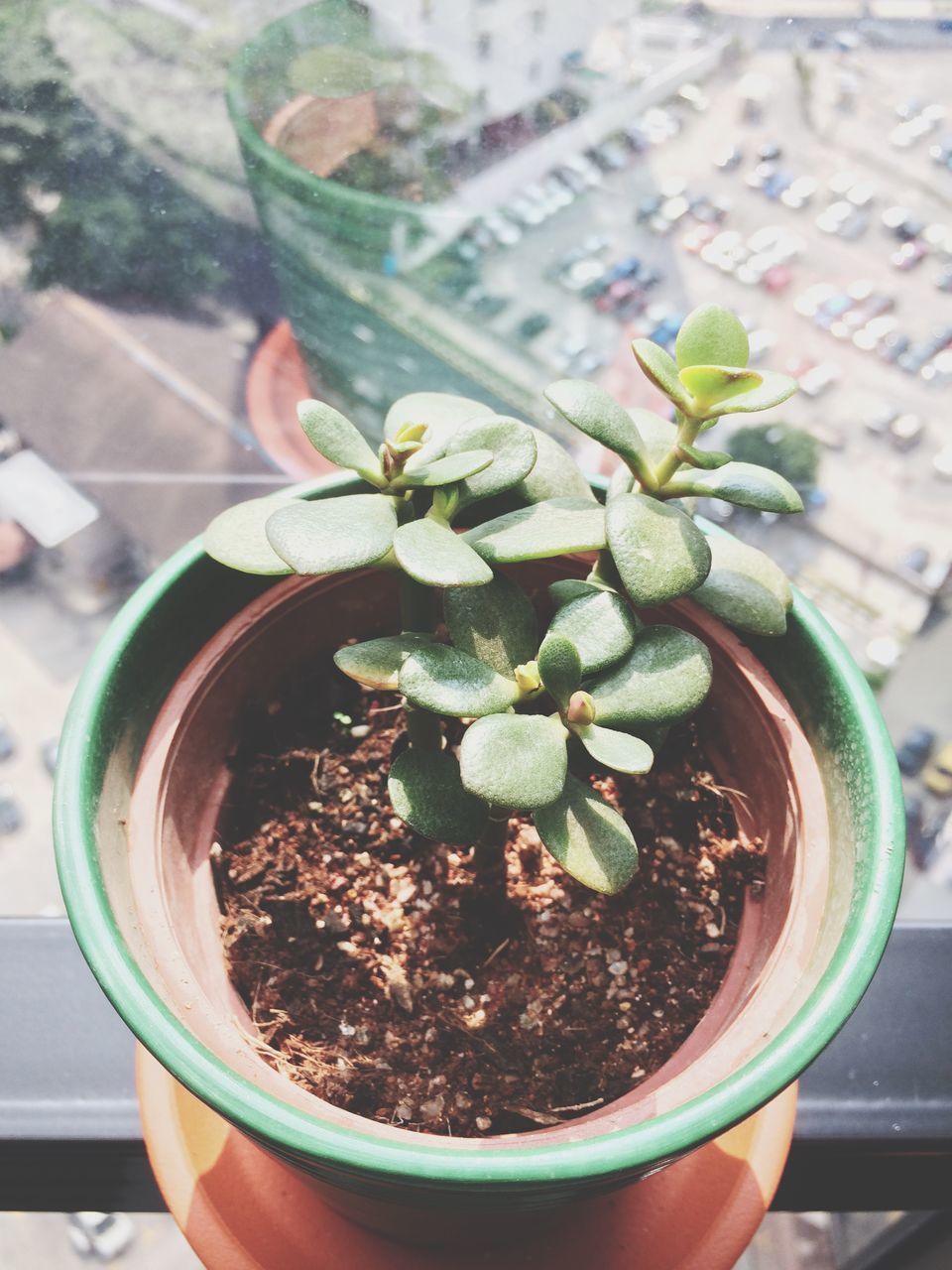 CLOSE-UP OF POTTED PLANT IN GLASS