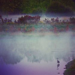 Reflection of trees in water