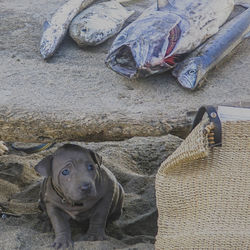 Close-up of dog