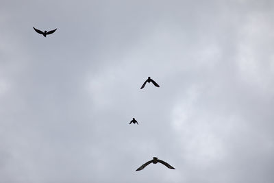 Low angle view of birds flying in sky