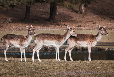 Deer standing in a field