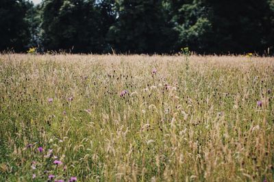 Plants growing on field