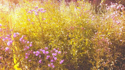 Close-up of yellow flowers blooming on plant