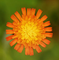 Close-up of orange flower