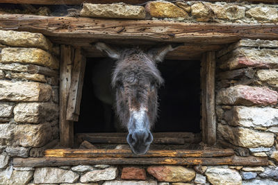 View of an animal